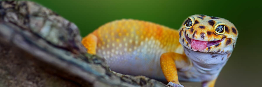 Buy Lizards Online Ireland | Buy Geckos Online | Massive Range of ...