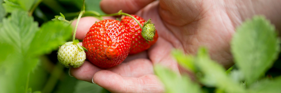 Strawberry Wrapping paper. Strawberry gift. Strawberry present. Summer  gift. Bluebells. Paper with strawberries. Summer fruit. Gift wrap