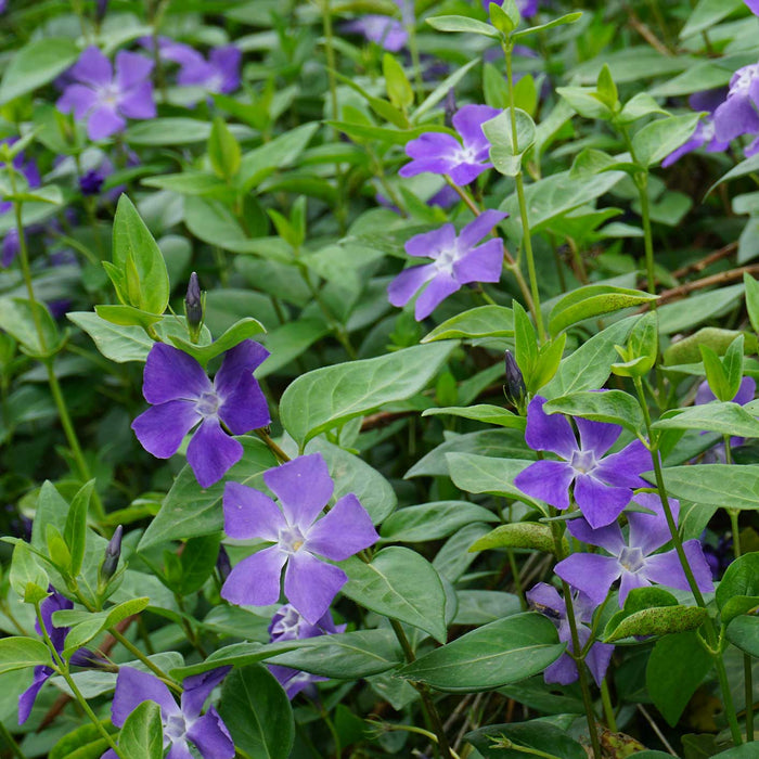 Vinca Major | Greater Periwinkle (2 Litre)