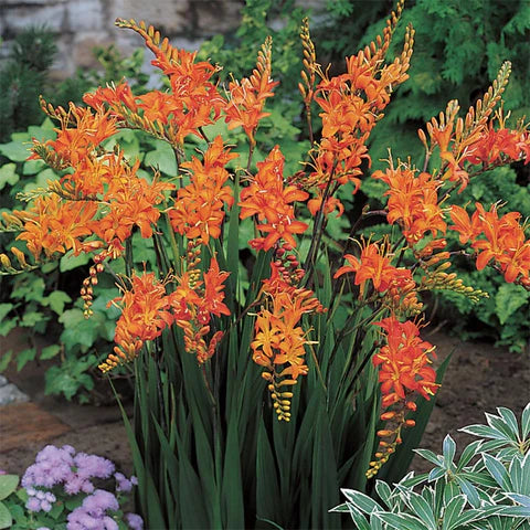 Crocosmia 'Masoniorum'