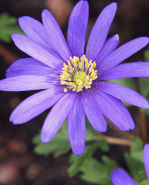 Anemone blanda 'Blue Shades' (20 Pack)