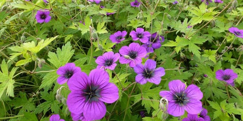 Geranium 'Ann Folkard' - cranesbill 2 Litre