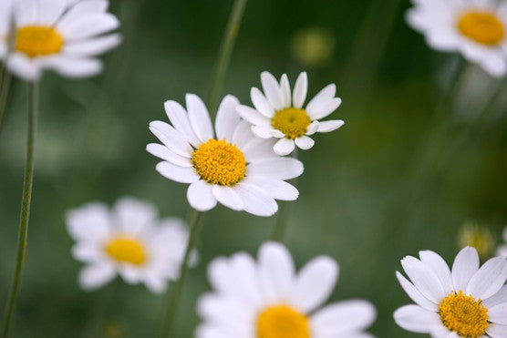 Anthemis punctata cupaniana | Sicilian chamomile