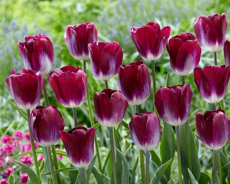 Tulip 'Kansas Proud' (7 Pack)