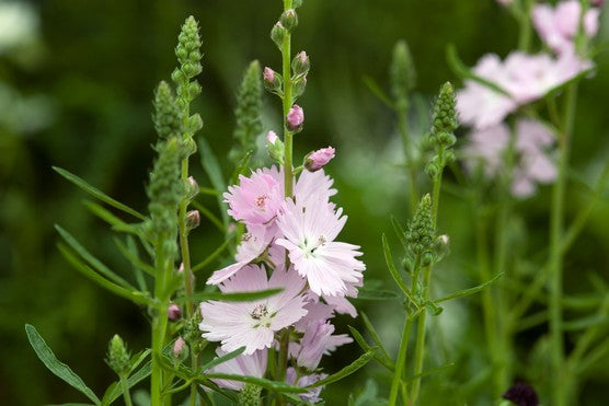 Sidalcea 'Elsie Heugh' (2 Liter)