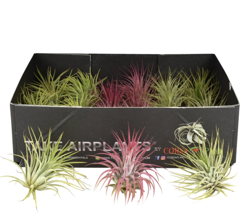 Tillandsia Mix Tray