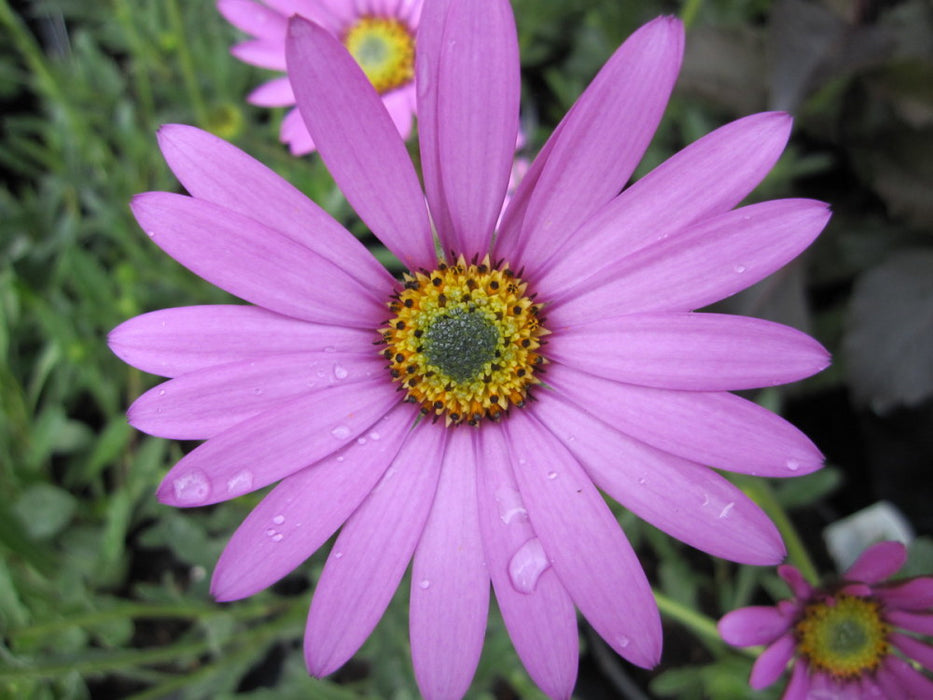 Osteospermum Jucundum 9cm