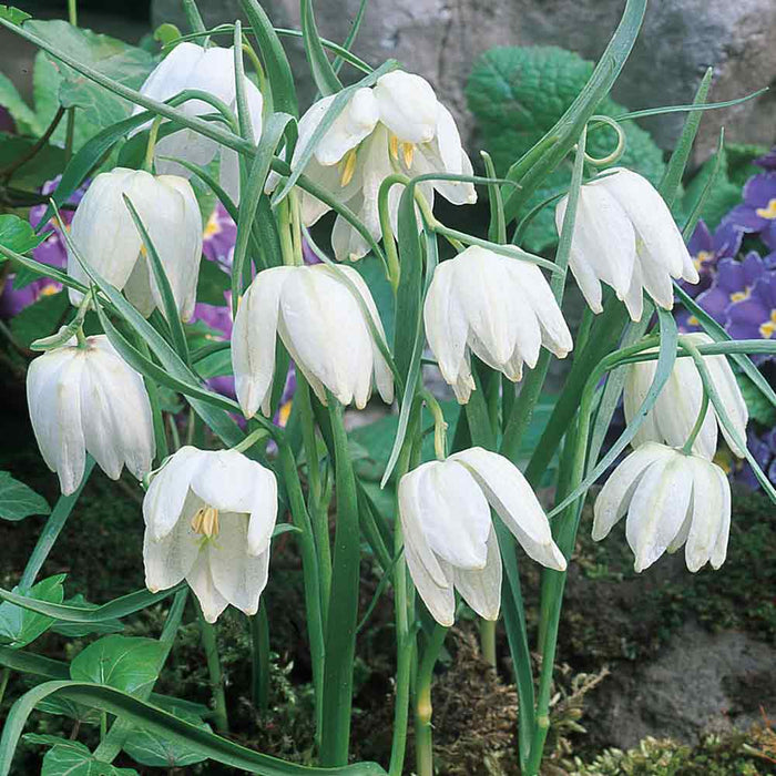 Fritillaria 'Meleagris Alba' (7 Pack)