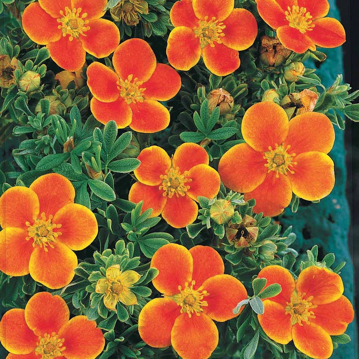 Potentilla fruticosa 'Hopleys Orange' 3L