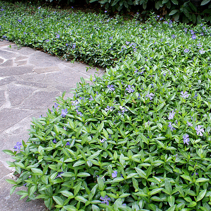 Vinca minor | Lesser Periwinkle (2 Litre)