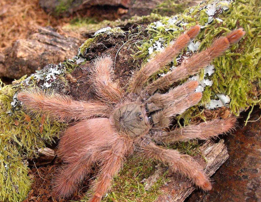 Orange Tree Spider | Amazonius germani (S)