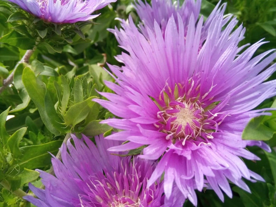 Stokesia 'Mel's Blue'   2L