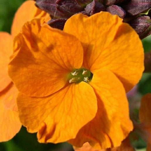 Erysimum 'Apricot Twist'