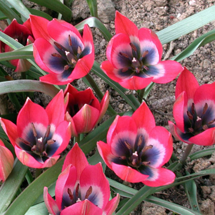 Tulip 'Little Beauty' (10 Pack)