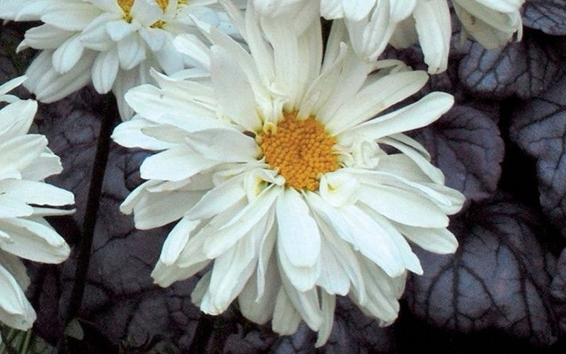 Leucanthemum Victorian Secret | Shasta Daisy
