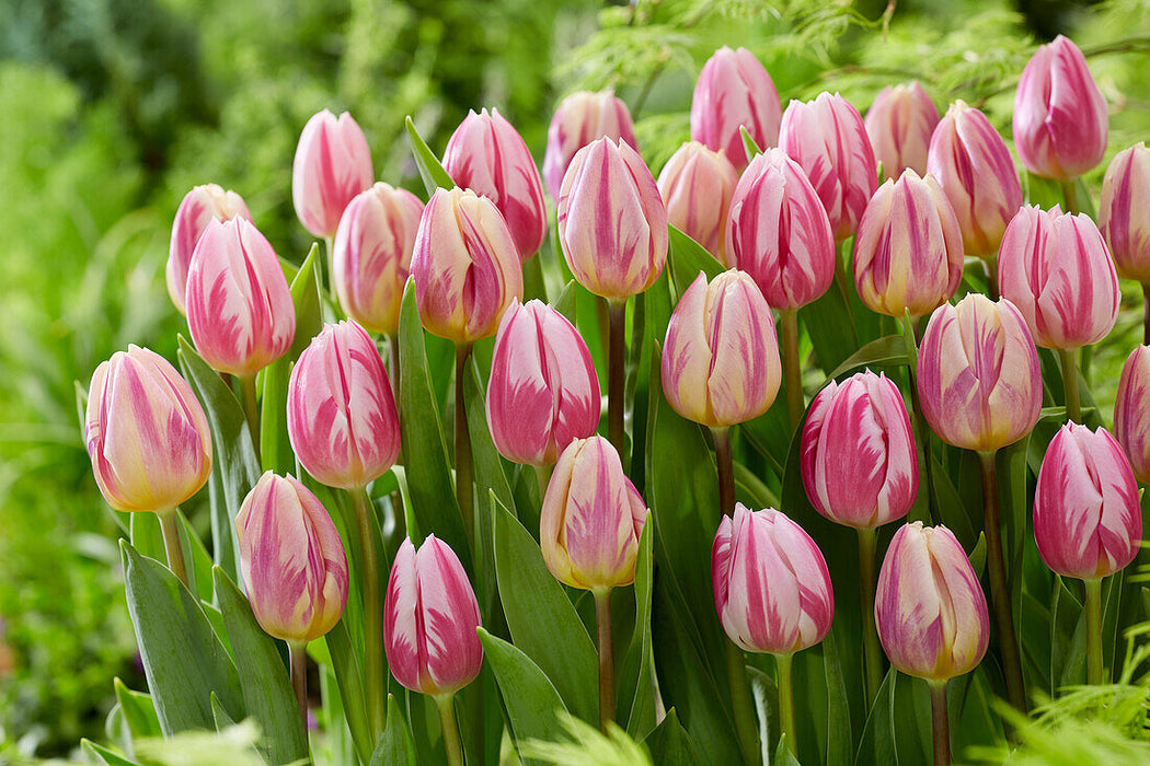 Tulip 'Bojangles' (7 Pack)