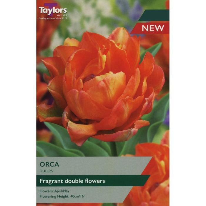 Tulip Orca (6 pack)