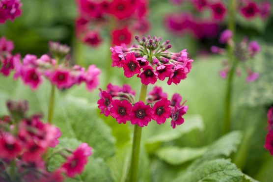 Primula japonica 'Miller's Crimson'