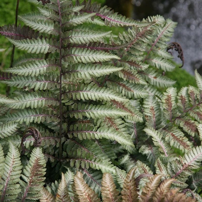 Athyrium niponicum pictum 2 L