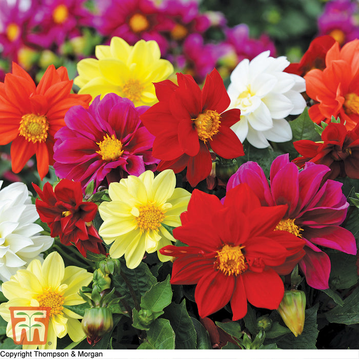 Dahlia variabilis 'Dwarf Mixed'