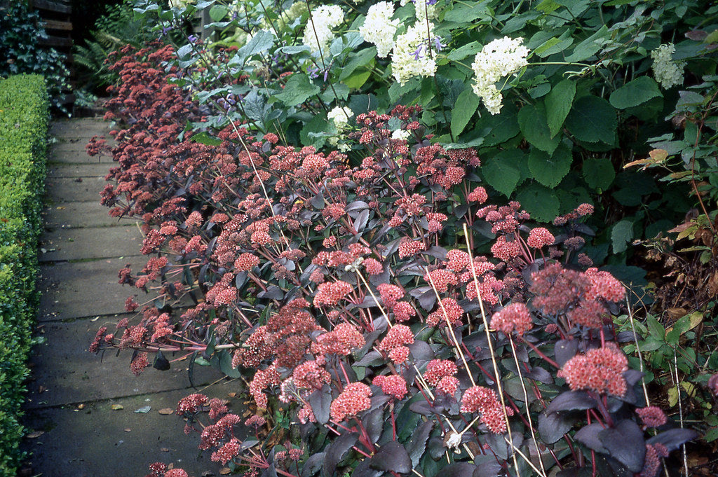 Sedum 'Purple Emperor'