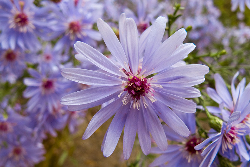 Aster 'Little Carlow' (2 Litre)