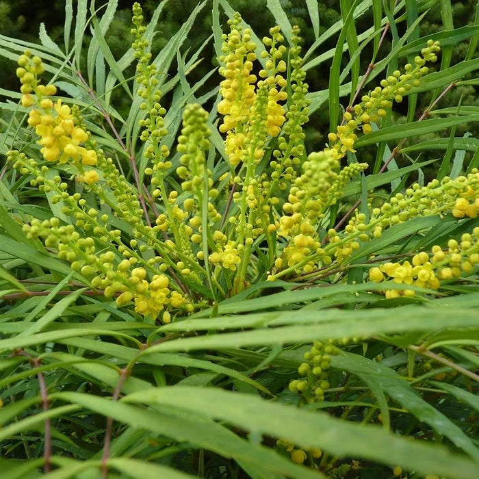 Mahonia eurybracteata 'Soft Caress'