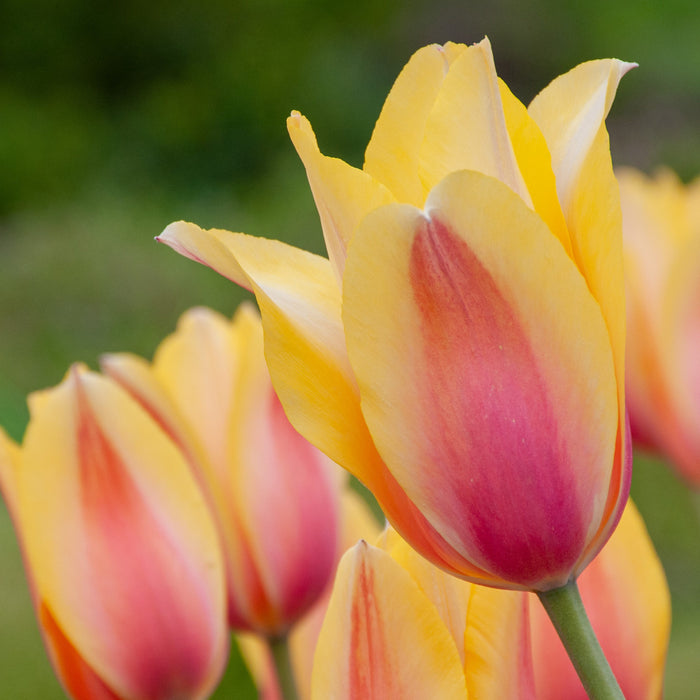 Tulip 'Blushing Lady' (7 Pack)