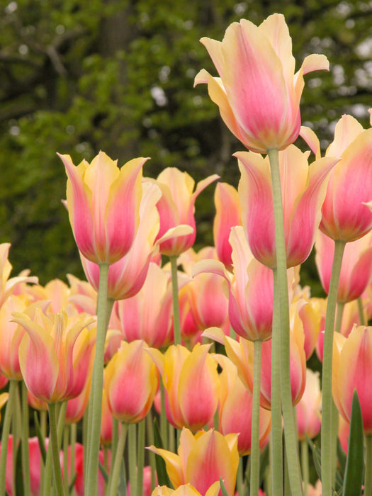 Tulip 'Blushing Lady' (7 Pack)