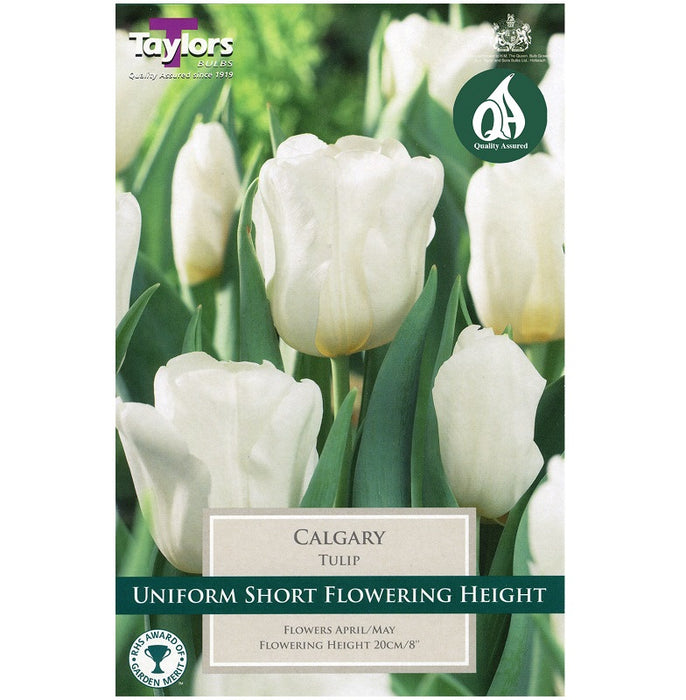 Tulip 'Calgary' Bulbs (5 pack)