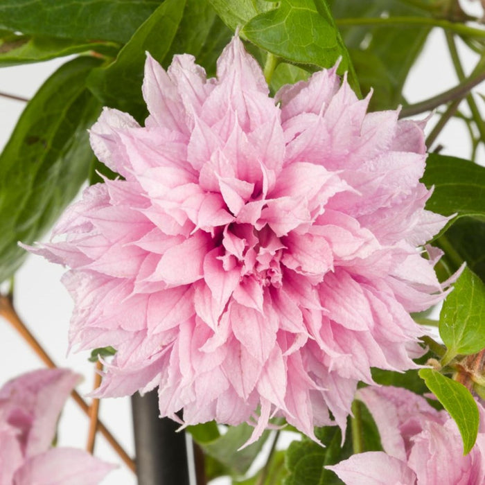 Clematis 'Multi Pink' (2.25 Litre)