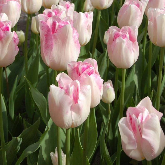 Tulip 'Infiniti' (8 Pack)