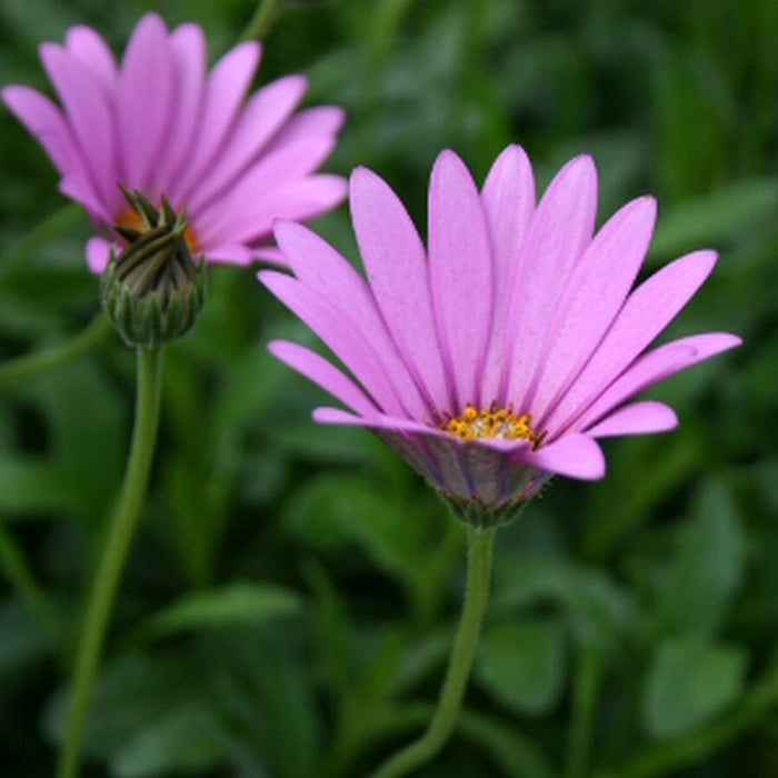 Osteospermum jucundum 2L