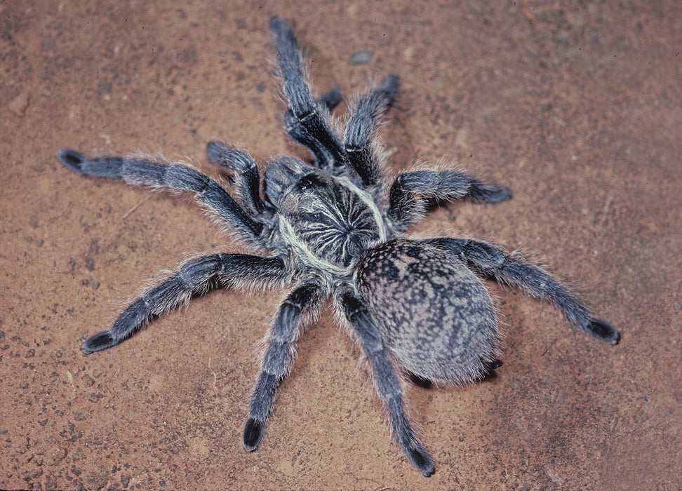 Parcells Baboon Tarantula | Harpactira baviana (S)