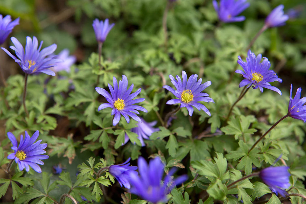 Anemone blanda 'Blue Shades' (20 Pack)