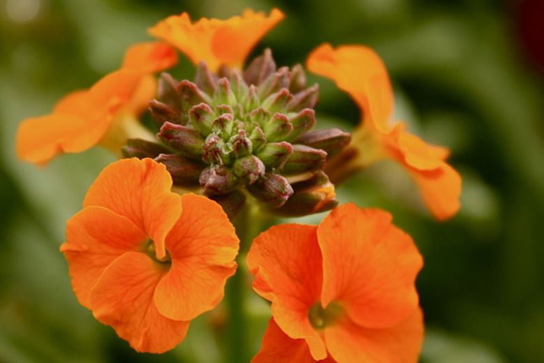 Erysimum 'Apricot Twist