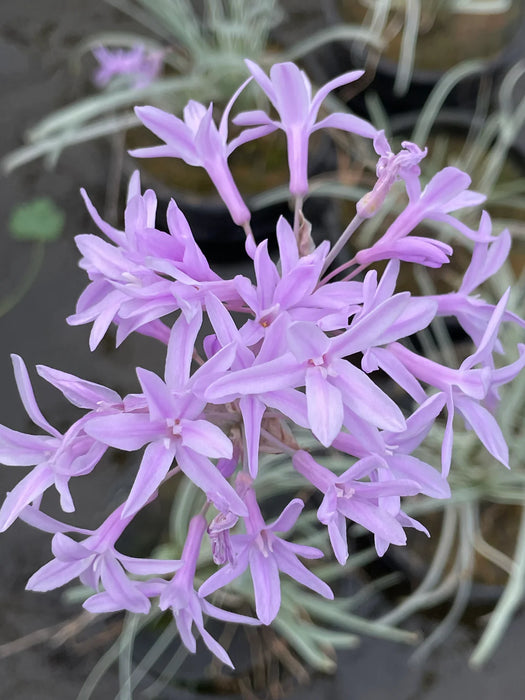 Tulbaghia violacea 'Variegata' 2 Litre