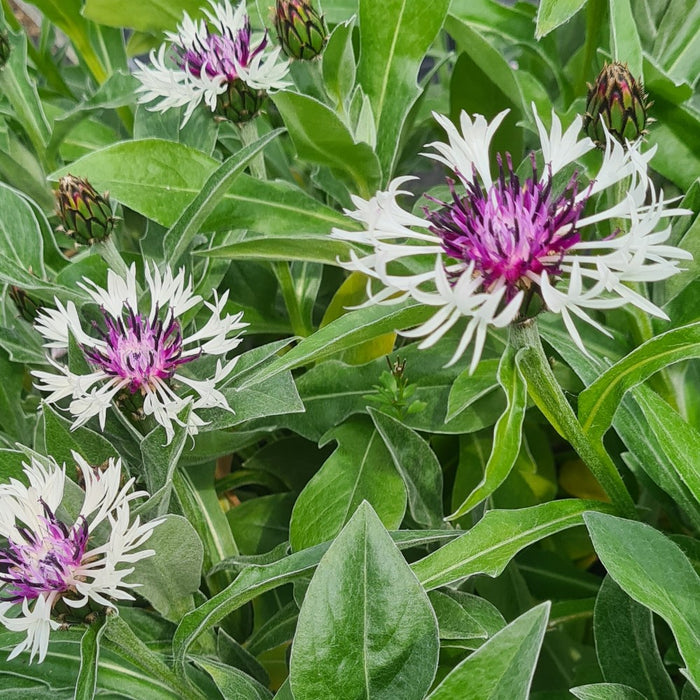 Centaurea 'Amethyst in Snow'