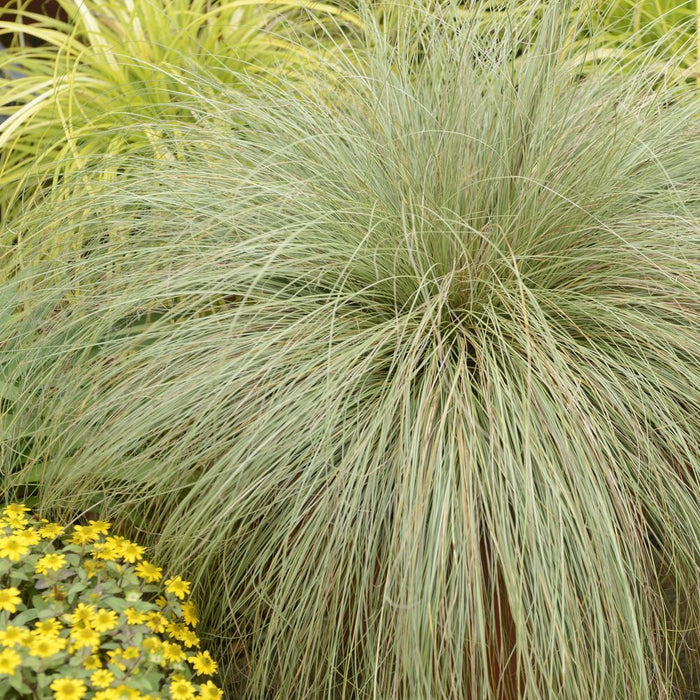 Carex 'Frosted Curls' 2L