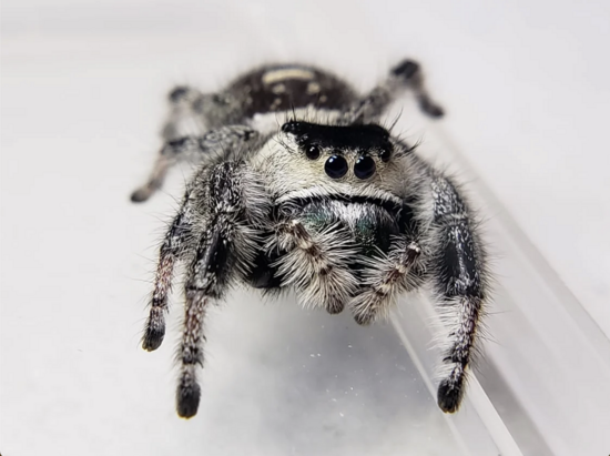 Regal Jumping Spider "Apalachicola" | Phidippus regius