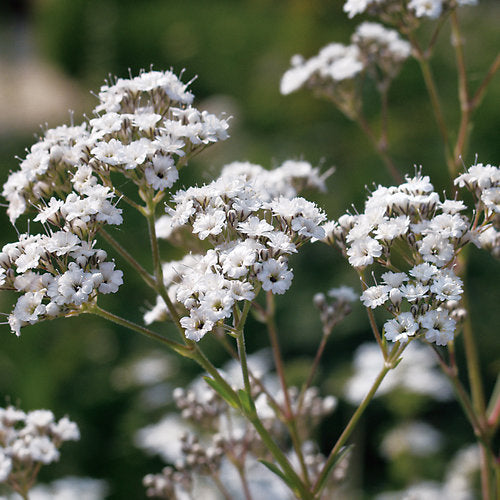 Gypsophila Festival White - 2 Litre