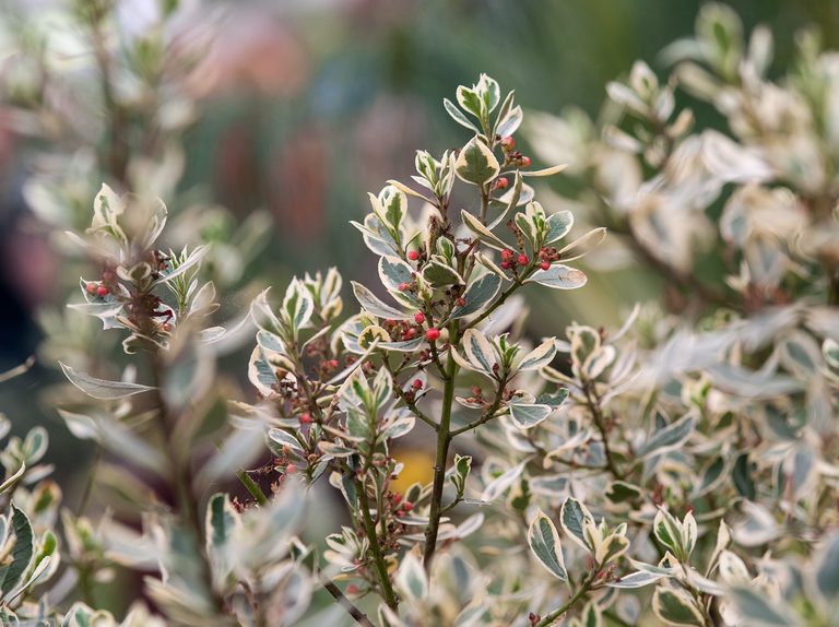 Rhamnus alaternus 'Argenteovariegata' 3L