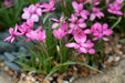 Rhodohypoxis mix