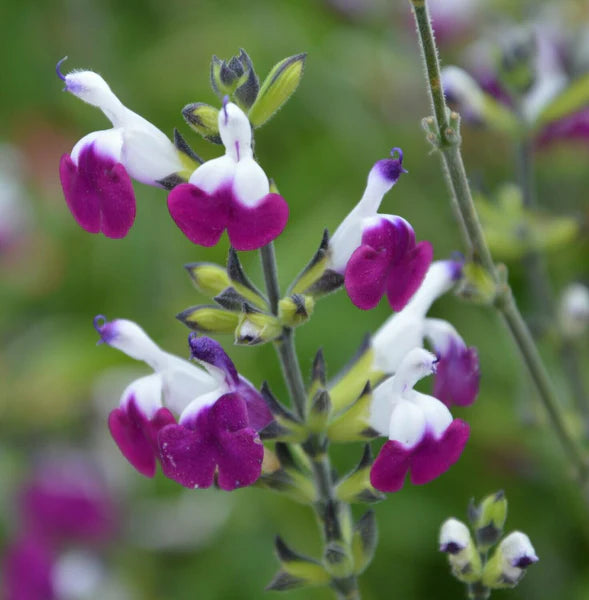 Salvia micro. 'RoseLilac' 2L