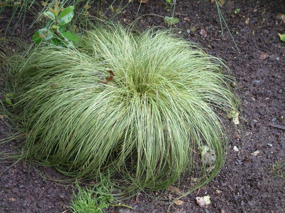 Carex 'Frosted Curls' 2L