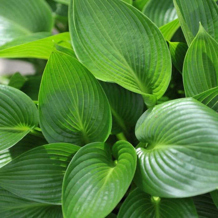 Hosta Devon Green 3L