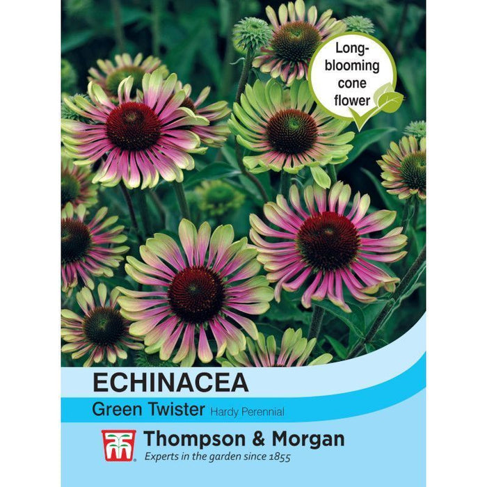 Echinacea 'Green Twister'