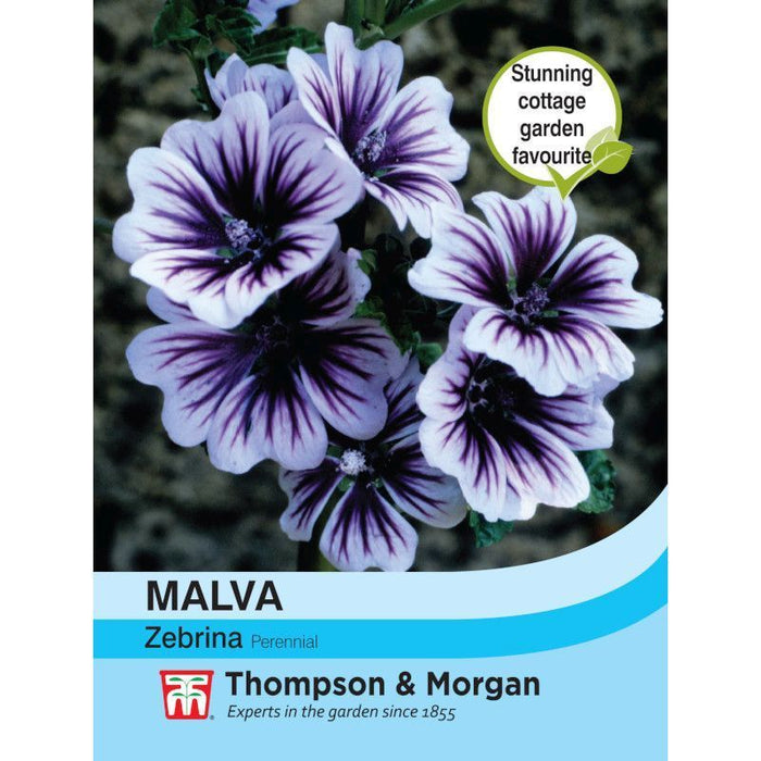 Malva sylvestris Zebrina