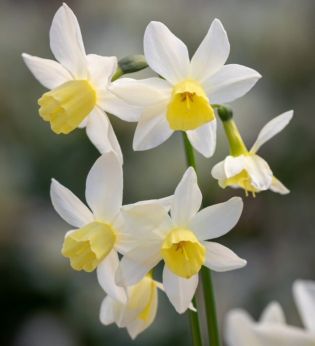 Daffodil Narcissus 'Sailboat' (8 Pack)