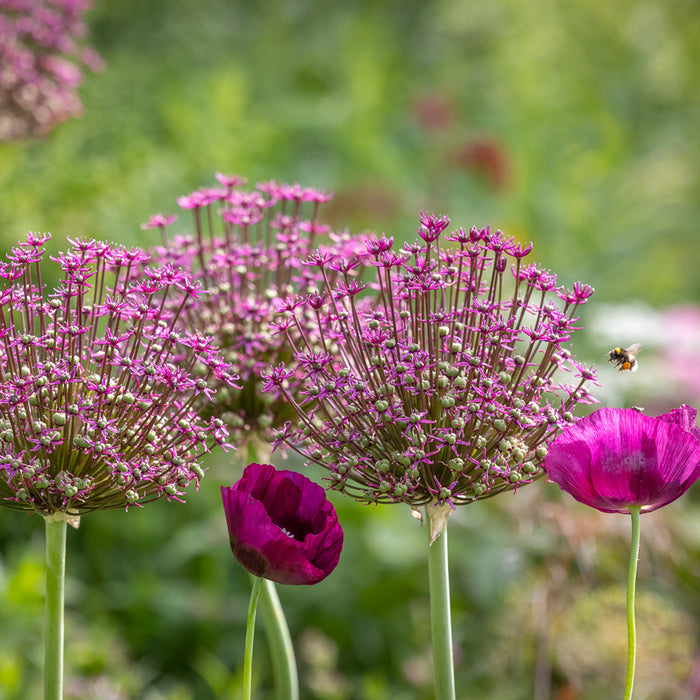 Allium Schubertii (3 Pack)